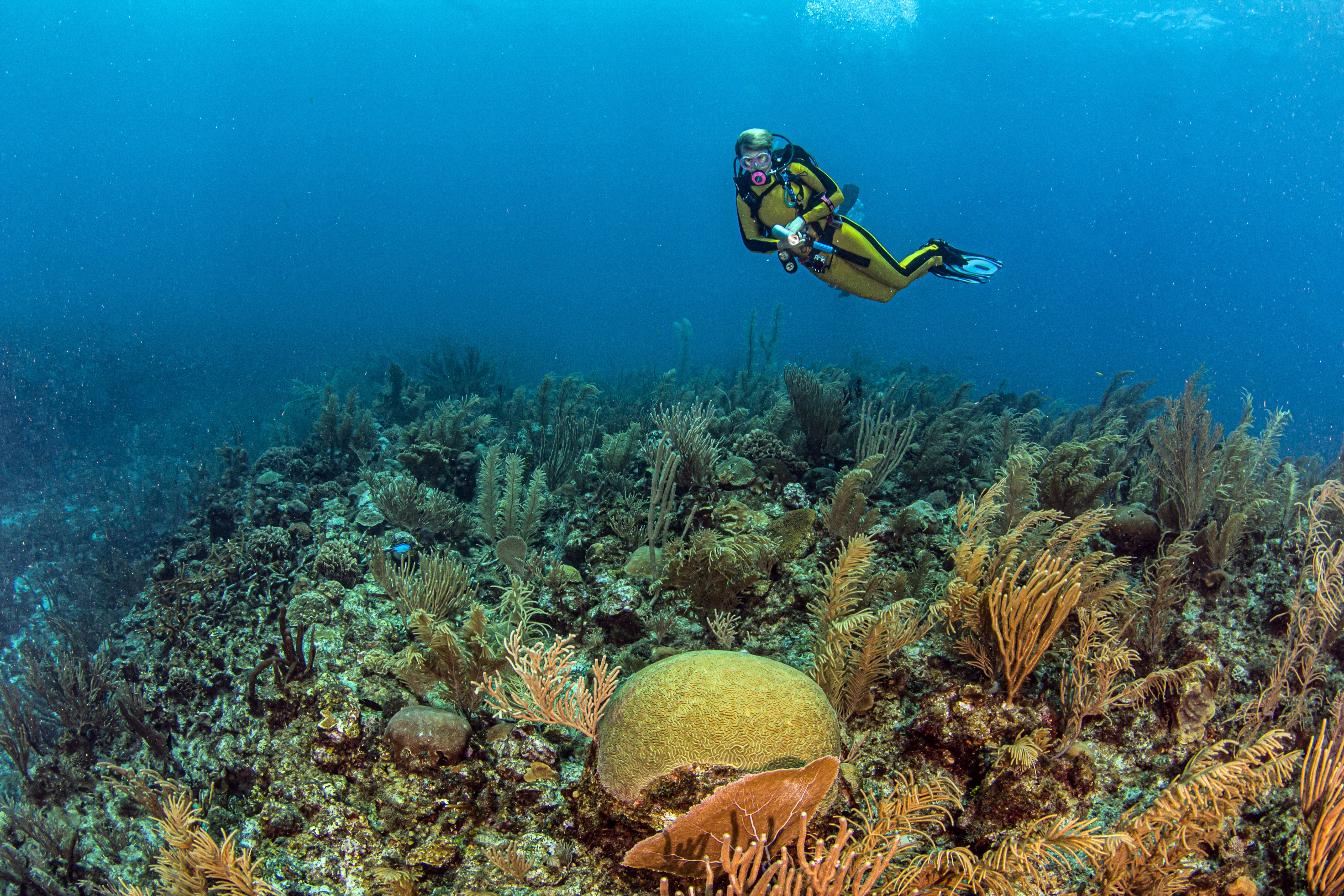 Dive Pompion Caye