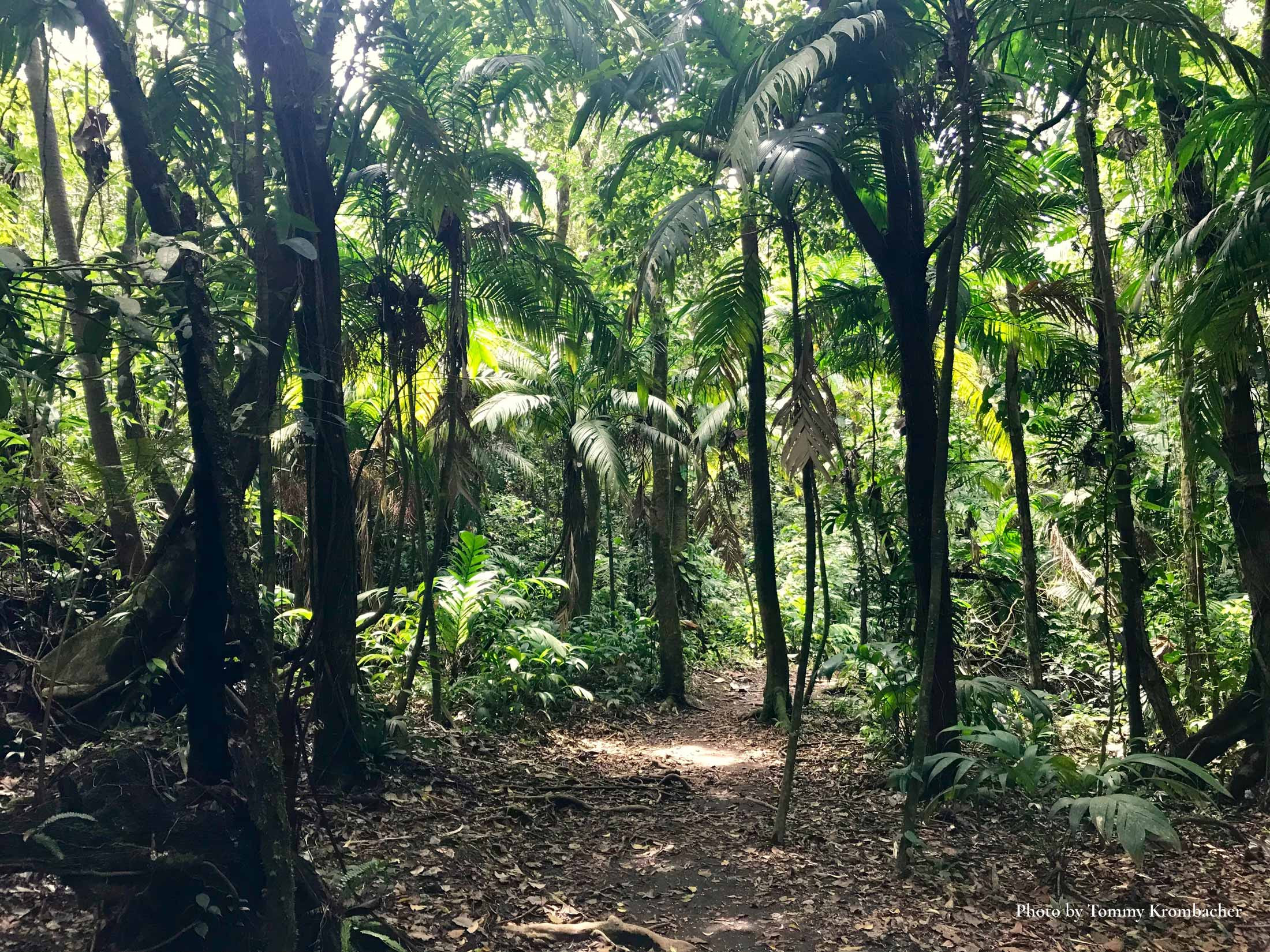 HANGING RAINFOREST AND WATERFALLS