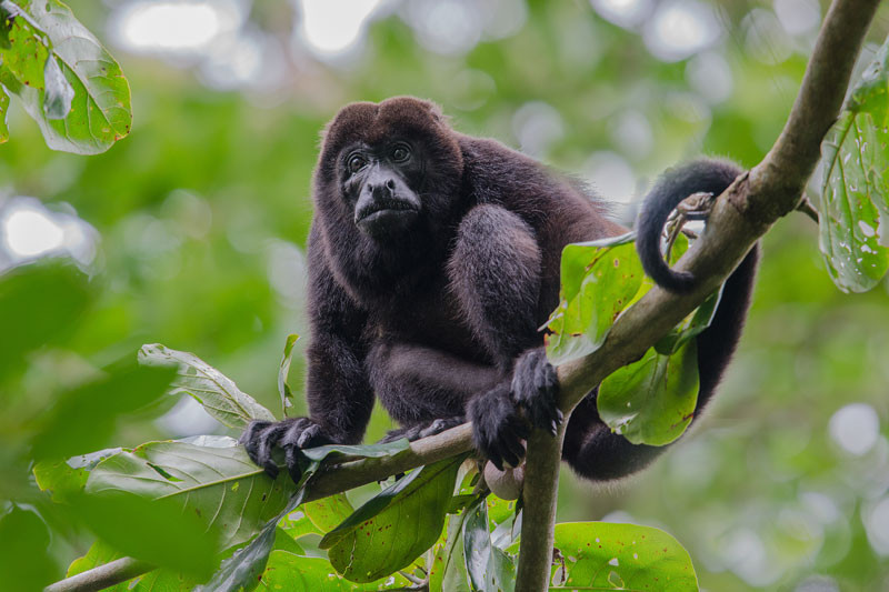 Monkey River Tour